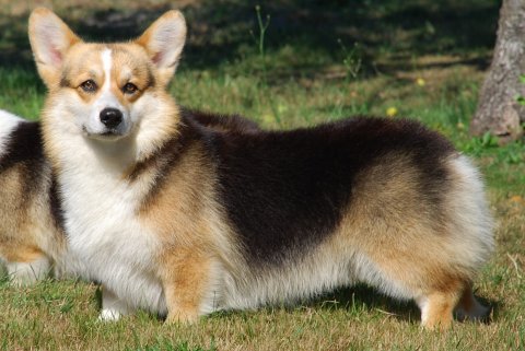 Curig corgis sales